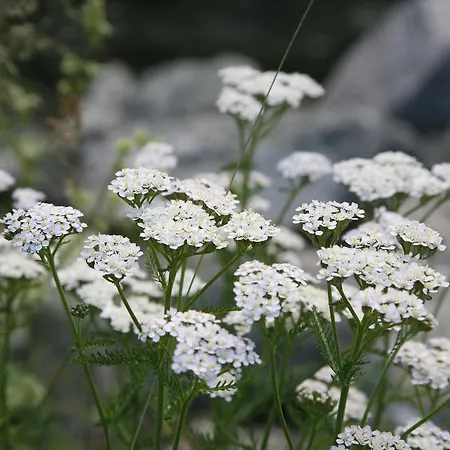 I Boidi * Nizza Monferrato